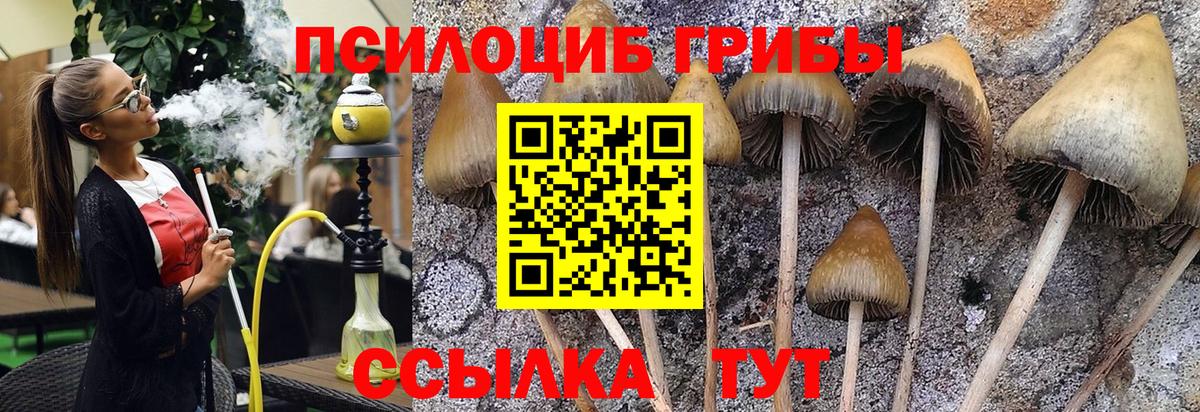 Псилоцибиновые грибы Psilocybe  Вход с VPN  Воткинск 